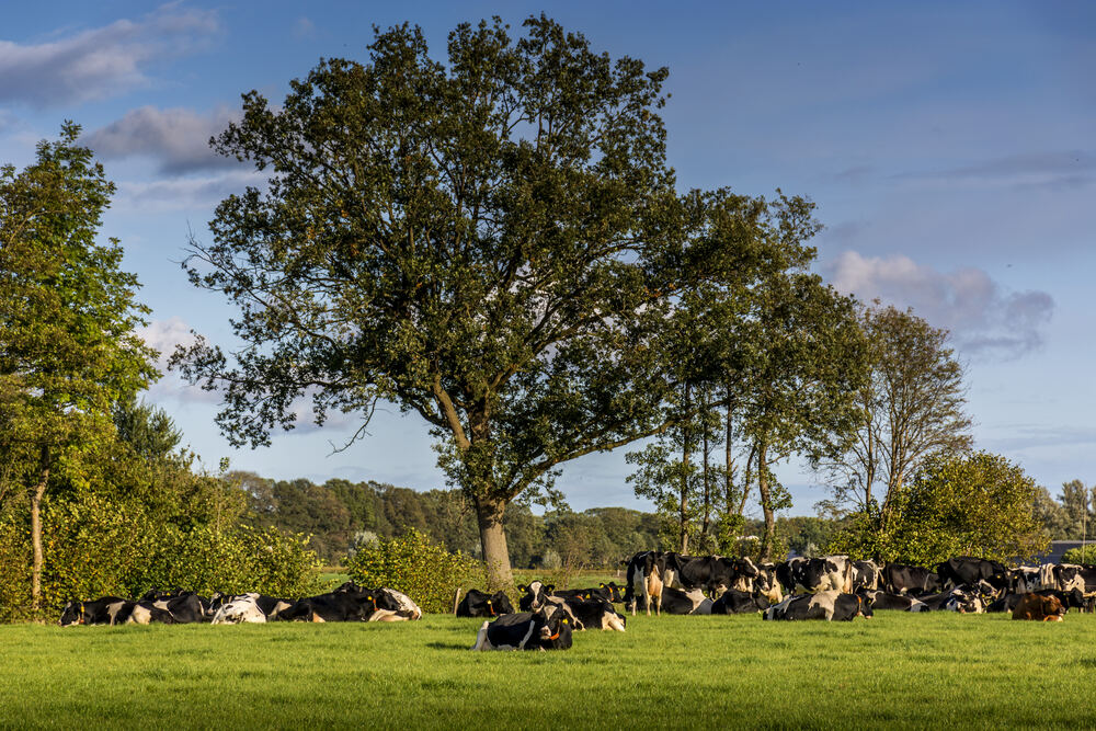 Koeien onder een grote eik in het Achterhoekse coulissenlandschap